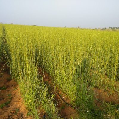 IMG_20181128_073026312-scaled