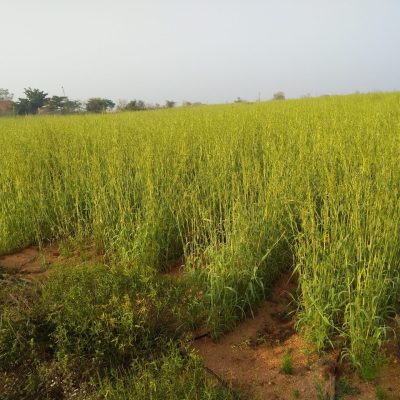 IMG_20181128_073029065-scaled