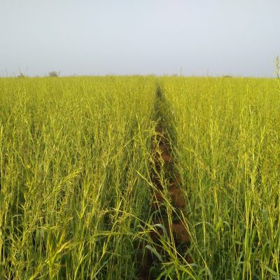 IMG_20181128_073121828-scaled